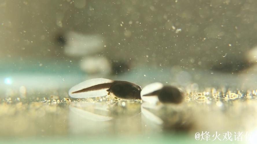 蝌蚪视频窝在线