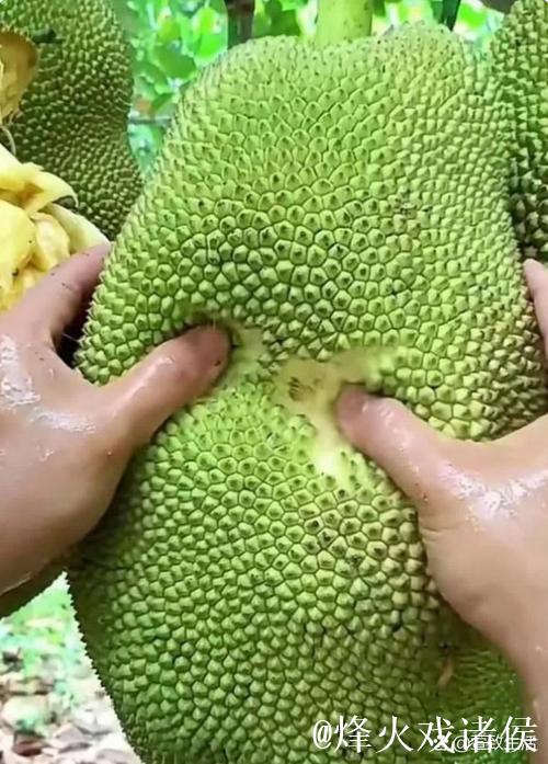 菠萝蜜视频播放器：开启多彩视界之旅